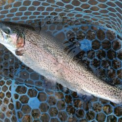 久しぶりのフィシングパーク高島の泉